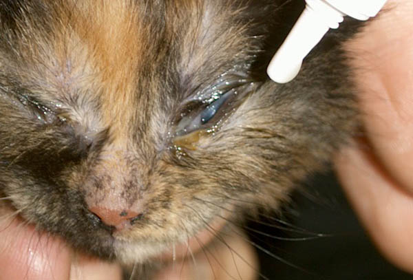 Kitten van 14 dagen oog zalven